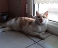 Βρέθηκε - Χάθηκε αρσενική στειρωμένη γάτα στην Άνω Πόλη Θεσσαλονίκης