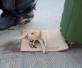 Σκύλος νεκρός από φόλα στη Χρυσούπολη Καβάλας