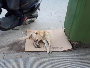 Σκύλος νεκρός από φόλα στη Χρυσούπολη Καβάλας