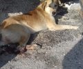 Αδιαφόρησε για τον τραυματισμένο σκύλο του και τον άφησε να πεθάνει από αιμορραγία στο χωριό Καλός Αγρός Δράμας