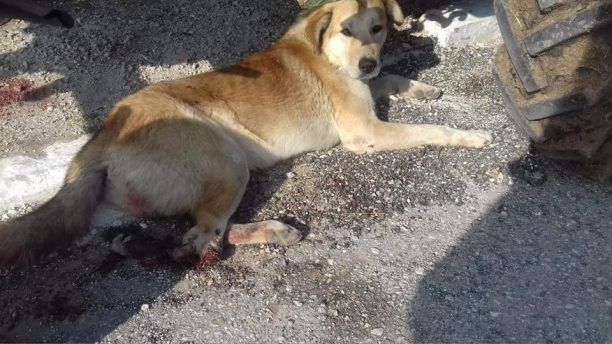 Αδιαφόρησε για τον τραυματισμένο σκύλο του και τον άφησε να πεθάνει από αιμορραγία στο χωριό Καλός Αγρός Δράμας