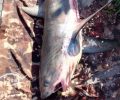Νέα Αγχίαλος Μαγνησίας: Ψάρεψαν καρχαρία αλεπού του οποίου η αλίευση απαγορεύεται αλλά όχι η πώληση του κρέατος του!