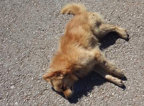 Κρήτη: H συστηματική εξόντωση ζώων με φόλες στα Χανιά συνεχίζεται