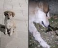Σκύλος νεκρός από φόλα στο Κελλί Χαλκιδικής (βίντεο)