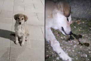 Σκύλος νεκρός από φόλα στο Κελλί Χαλκιδικής (βίντεο)