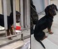 Κατασχέθηκε με εντολή εισαγγελέα σκύλος που ζούσε σε μπαλκόνι διαμερίσματος στην Κυψέλη της Αθήνας (βίντεο)