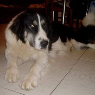 KorfosKorinthiasDilitiriasmenaSkylia 1