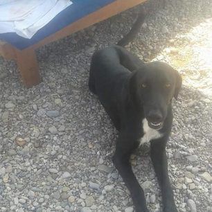 KorfosKorinthiasDilitiriasmenaSkylia 2