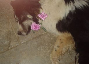 Διαμαρτυρία στον Κόρφο Κορινθίας στις 23/3 για τα 17 σκυλιά που δηλητηριάστηκαν από φόλες