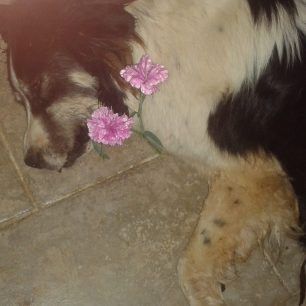 KorfosKorinthiasDilitiriasmenaSkylia 5