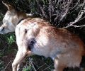 Βρήκε τον σκύλο της νεκρό, πυροβολημένο στα Κουφάλια Θεσσαλονίκης