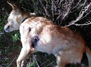 Βρήκε τον σκύλο της νεκρό, πυροβολημένο στα Κουφάλια Θεσσαλονίκης