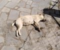 Σκυλιά νεκρά από φόλες στον Λαγκαδά Θεσσαλονίκης