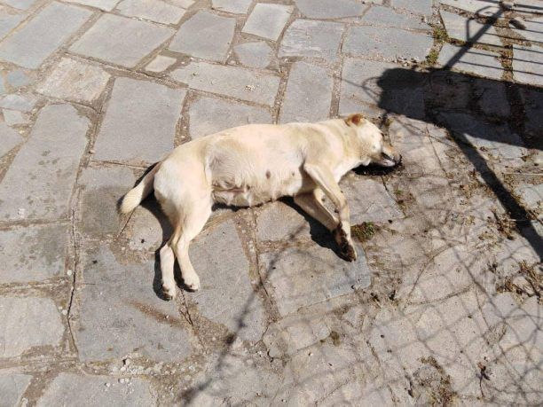 Σκυλιά νεκρά από φόλες στον Λαγκαδά Θεσσαλονίκης