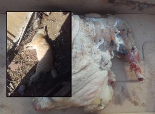 Κρήτη: Νεκρές γάτες και φόλες ξανά σε Λακώνια & Ιεράπετρα Λασιθίου βρήκε ο εκπαιδευμένος σκύλος