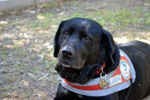 Πέθανε σε ηλικία 16 ετών η Λάρα, ο πρώτος σκύλος – οδηγός τυφλών ατόμων στην Ελλάδα