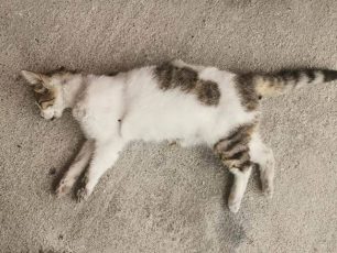 Γάτα νεκρή από φόλα στη Λάρισα