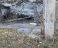 Πάρος: Γάτες νεκρές από φόλες στις Λεύκες
