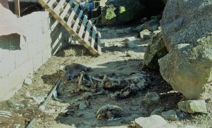 Λέσβος: Δεκάδες κατσίκες και πρόβατα νεκρά σε μαντρί - «Άουσβιτς» στην περιοχή Λάμπου Μύλοι