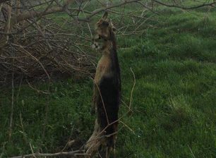 Λήμνος: Βρήκαν πτώμα σκύλου κρεμασμένο σε δέντρο στο χωριό Ρεπανίδι