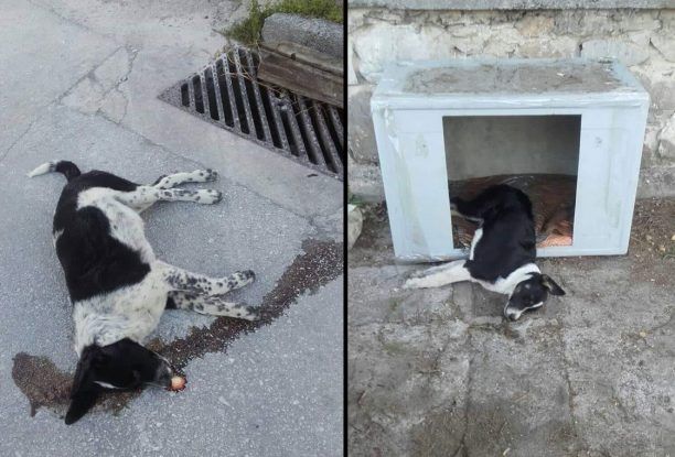 Μαγνησία: Δύο σκυλιά νεκρά από φόλες στον Βόλο