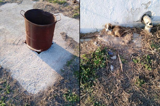 Μαρίνα Ημαθίας: Νεκρά 6 κουτάβια καθώς κάποιος έφραξε την τρύπα που η σκυλίτσα τα γέννησε σε προαύλιο εκκλησίας