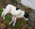 Ακόμα ένας σκύλος νεκρός από φόλα στη Μαρίνα Ημαθίας