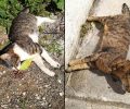 Γάτες νεκρές από φόλες στο Μαρούσι Αττικής