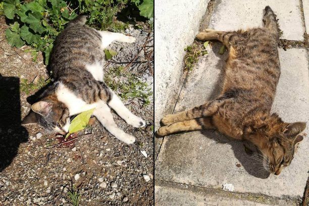 Γάτες νεκρές από φόλες στο Μαρούσι Αττικής