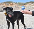 Δωρεάν σεμινάριο κοινωνικοποίησης σκύλου στο Φάληρο Αττικής