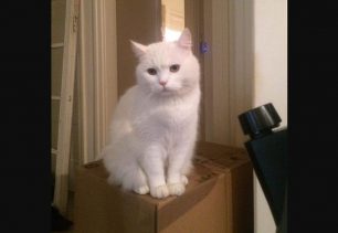 Αθήνα: Χάθηκε άσπρη αρσενική στειρωμένη γάτα στα Εξάρχεια
