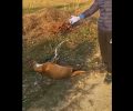 Σκυλιά νεκρά από φόλες στις Μουριές Κιλκίς (βίντεο)
