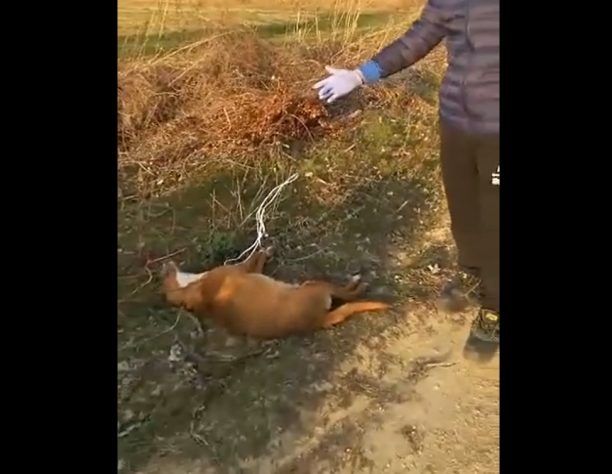 Σκυλιά νεκρά από φόλες στις Μουριές Κιλκίς (βίντεο)