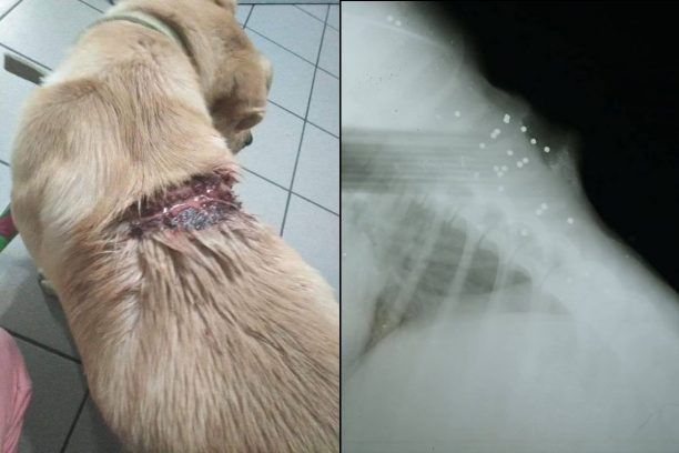 Κρήτη: Έκκληση για να καλυφθούν τα έξοδα φροντίδας σκύλου που πυροβολήθηκε στις Μουρνιές Χανίων