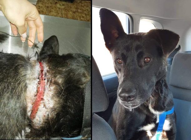 Κρήτη: Χρειάζεται σπιτικό για να γλυτώσει απ’τους δολοφόνους αδέσποτων o σκύλος που κακοποιήθηκε με συρμάτινη θηλιά στις Μουρνιές Χανίων (βίντεο)