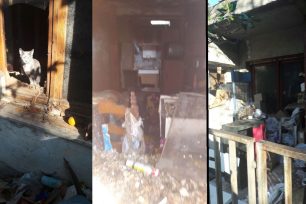 Έκκληση για τη σωτηρία 30 γατιών που εντοπίστηκαν σε άθλιες συνθήκες σε σπίτι συλλέκτη στη Νέα Ιωνία Μαγνησίας
