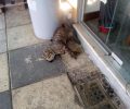 Γάτα νεκρή από φόλα στη Νέα Σμύρνη Αττικής