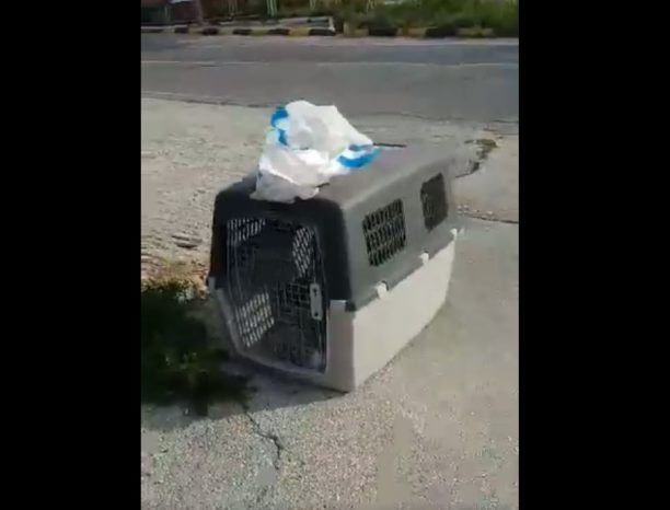 Σκύλος εγκαταλείφθηκε μέσα σε κλουβί μεταφοράς στην Παιανία της Αττικής (βίντεο)