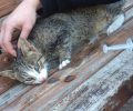 Από φόλες - δηλητηριασμένες σαρδέλες βρήκαν φρικτό θάνατο 15 γάτες στην Αγιά Πρέβεζας