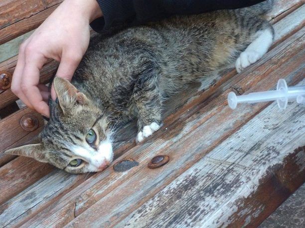 Από φόλες - δηλητηριασμένες σαρδέλες βρήκαν φρικτό θάνατο 15 γάτες στην Αγιά Πρέβεζας