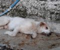 Ακόμα ένας σκύλος νεκρός από φόλα στην Πάργα Πρέβεζας