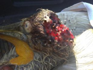 Πελεκάνος με διαλυμένο κεφάλι χτυπημένος με κουπί βρέθηκε στη λίμνη της Καστοριάς