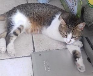 Δηλητηριάστηκαν από φόλες σκύλος και γάτες στο Περιστέρι Αττικής