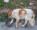 Δύο σκυλιά νεκρά από φόλες στην Πτολεμαΐδα Κοζάνης