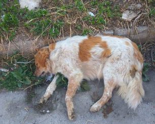 Δύο σκυλιά νεκρά από φόλες στην Πτολεμαΐδα Κοζάνης