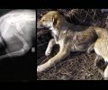 Έκκληση για να καλυφθεί κόστος χειρουργείου για σκύλο που βρέθηκε με σπασμένο πόδι στην Πτολεμαΐδα Κοζάνης
