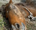 Τέσσερα άλογα νεκρά μέσα σε στάβλο κοντά στην Πύλη Τρικάλων Θεσσαλίας (βίντεο)