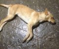 Σάμος: Τρία σκυλιά νεκρά από φόλες στην Υδρούσσα