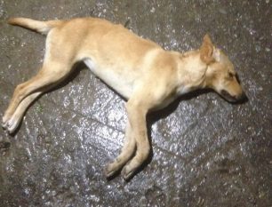 Σάμος: Τρία σκυλιά νεκρά από φόλες στην Υδρούσσα