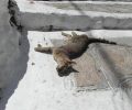 Σάμος: Ζώα νεκρά από φόλες στον Όρμο Μαραθόκαμπου
